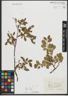 Foto von Salix retusa L.